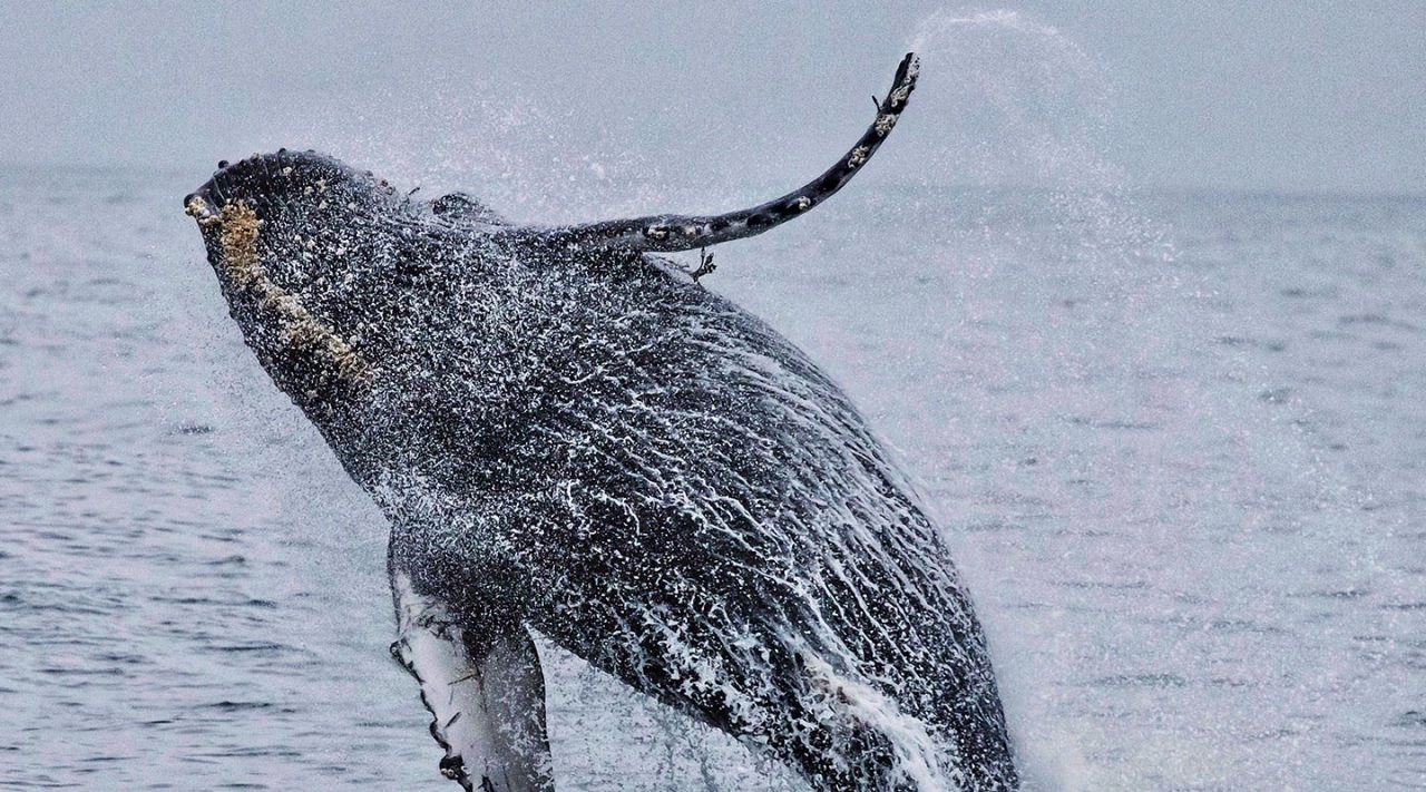 Avistamiento de ballenas - Choco, Colombia