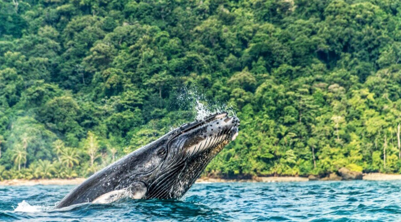 Ballenas - Choco, Colombia